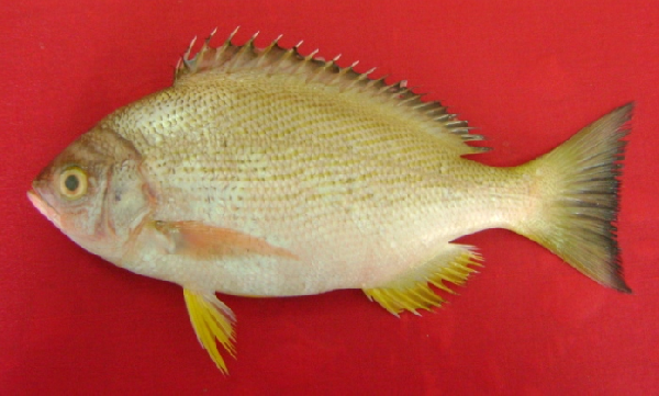 Pinjalo