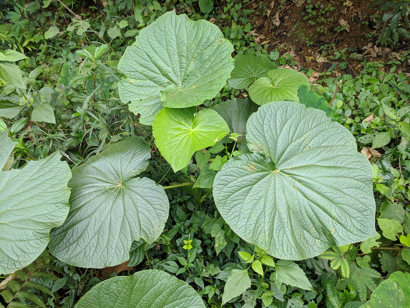 Pariparoba