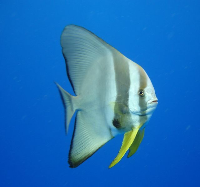 Longfin Batfish