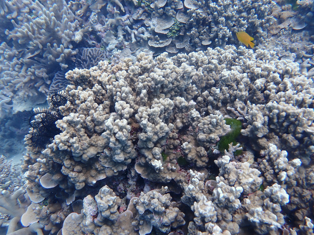 Plate & Pillar Coral