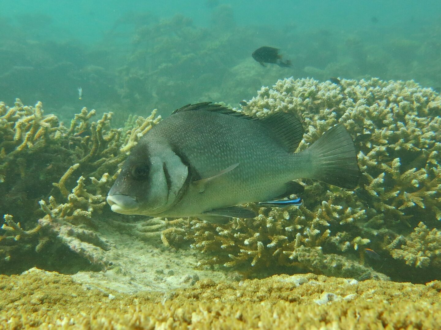 Blubberlip