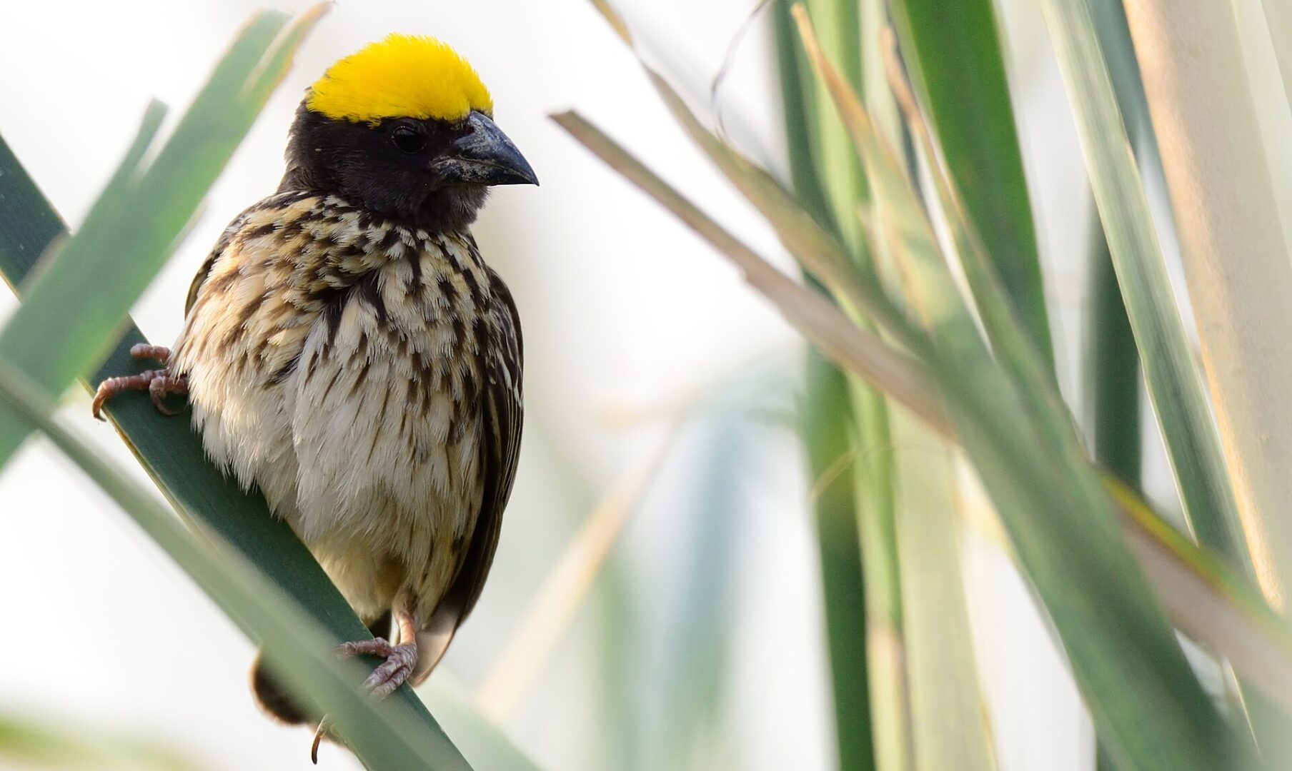 Streaked Weaver