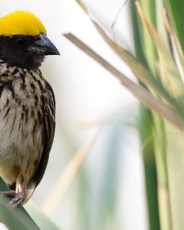 Streaked Weaver
