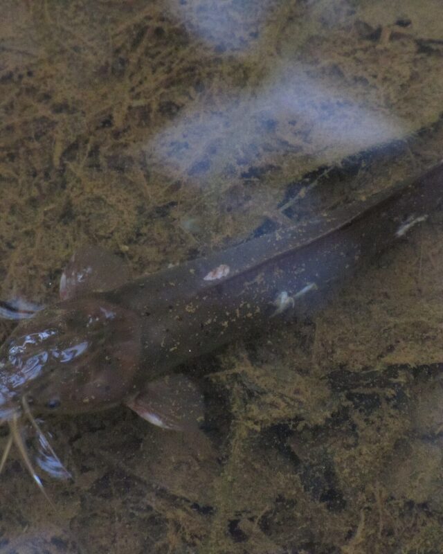 Eel Catfish
