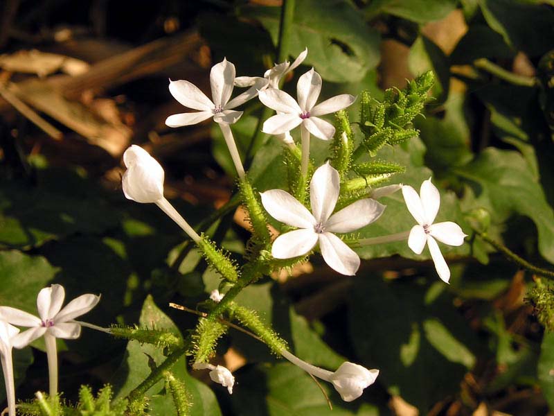 Wild Leadwort