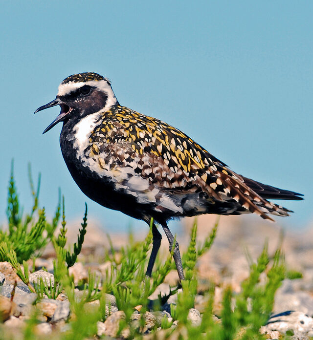 Pacific Golden-Plover
