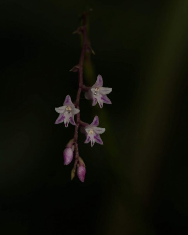 Podochilus warnagalensis