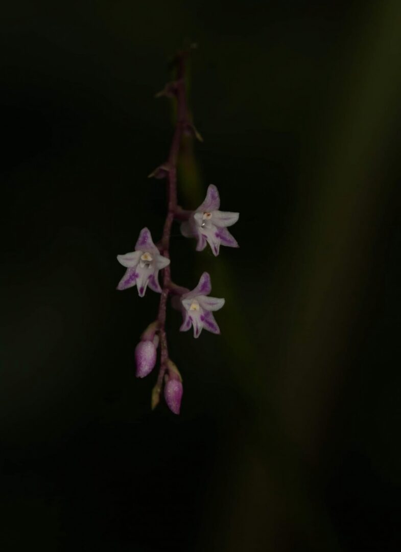 Podochilus warnagalensis