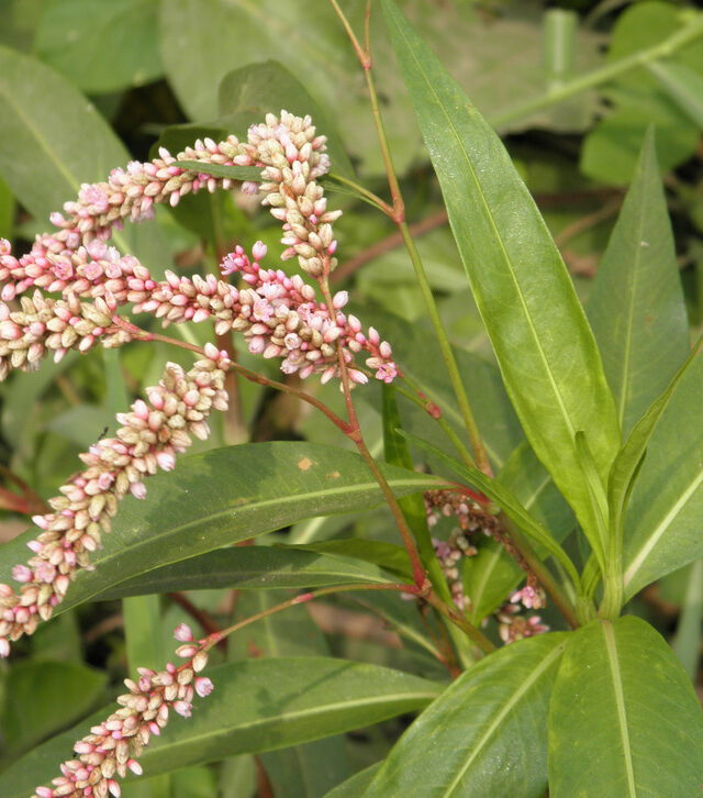 ஆற்று அரளி