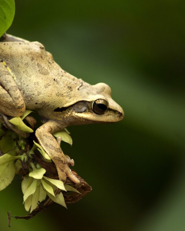 Chunam Tree Frog