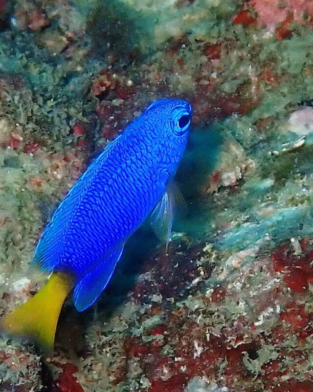Similar Damsel