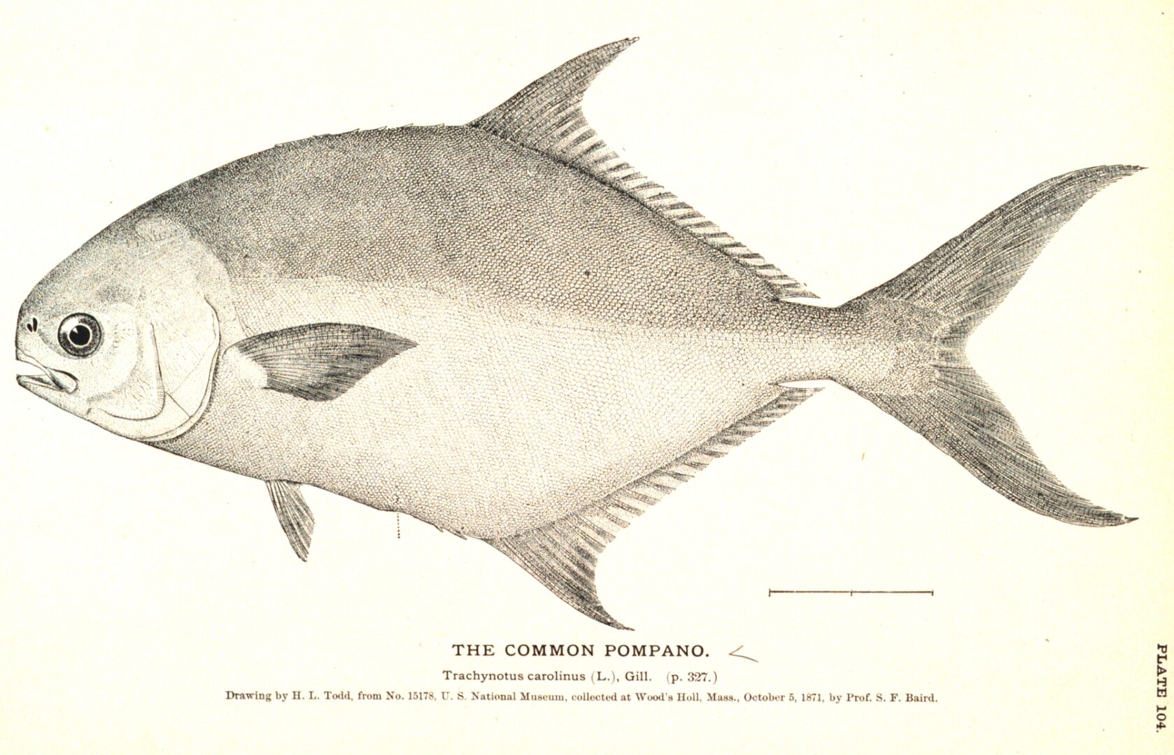 Common Dart