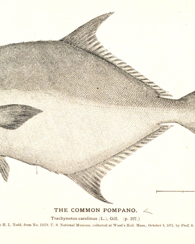 Common Dart
