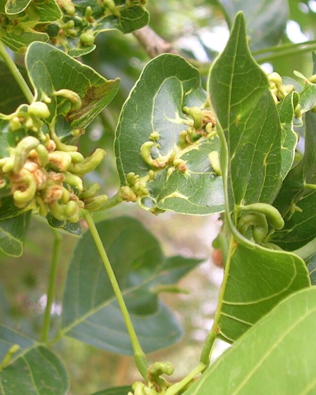 Indian Beech Tree