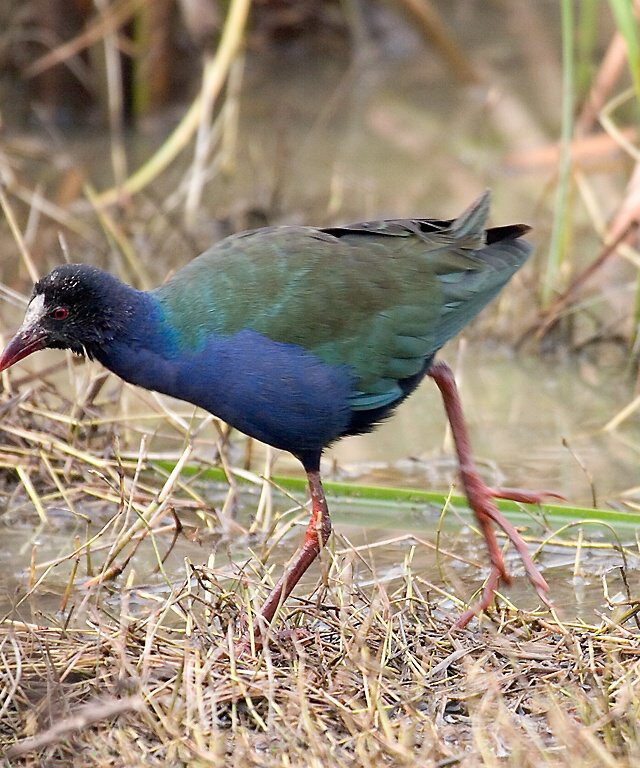 en’s Gallinule