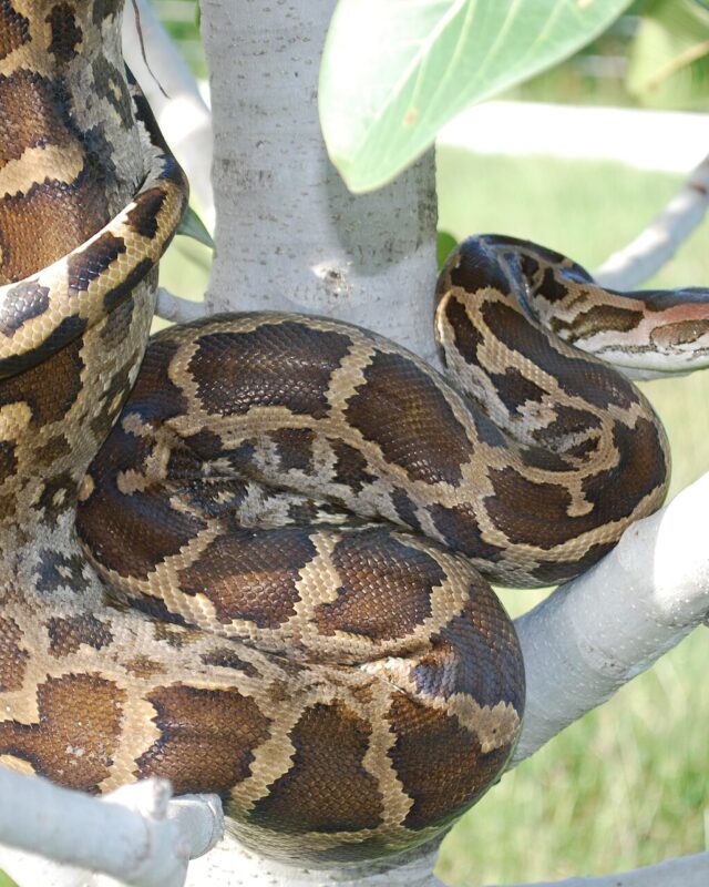 පිඹුරා