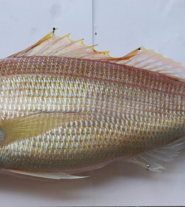 Rosy Snapper