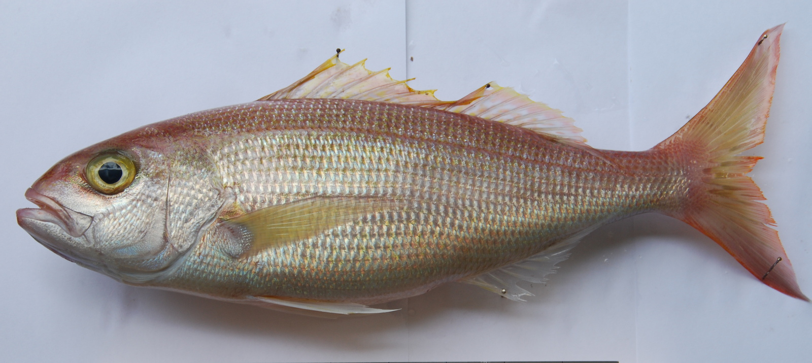 Rosy Snapper