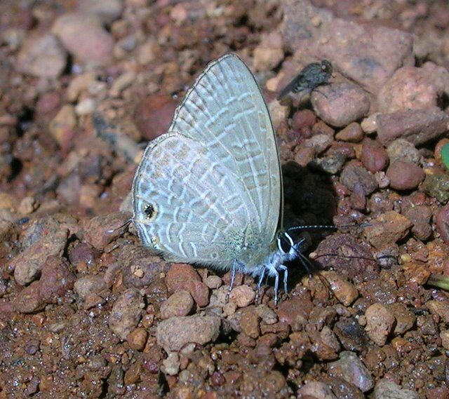 Common Line Blue