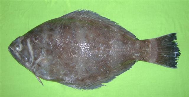 Indian Halibut