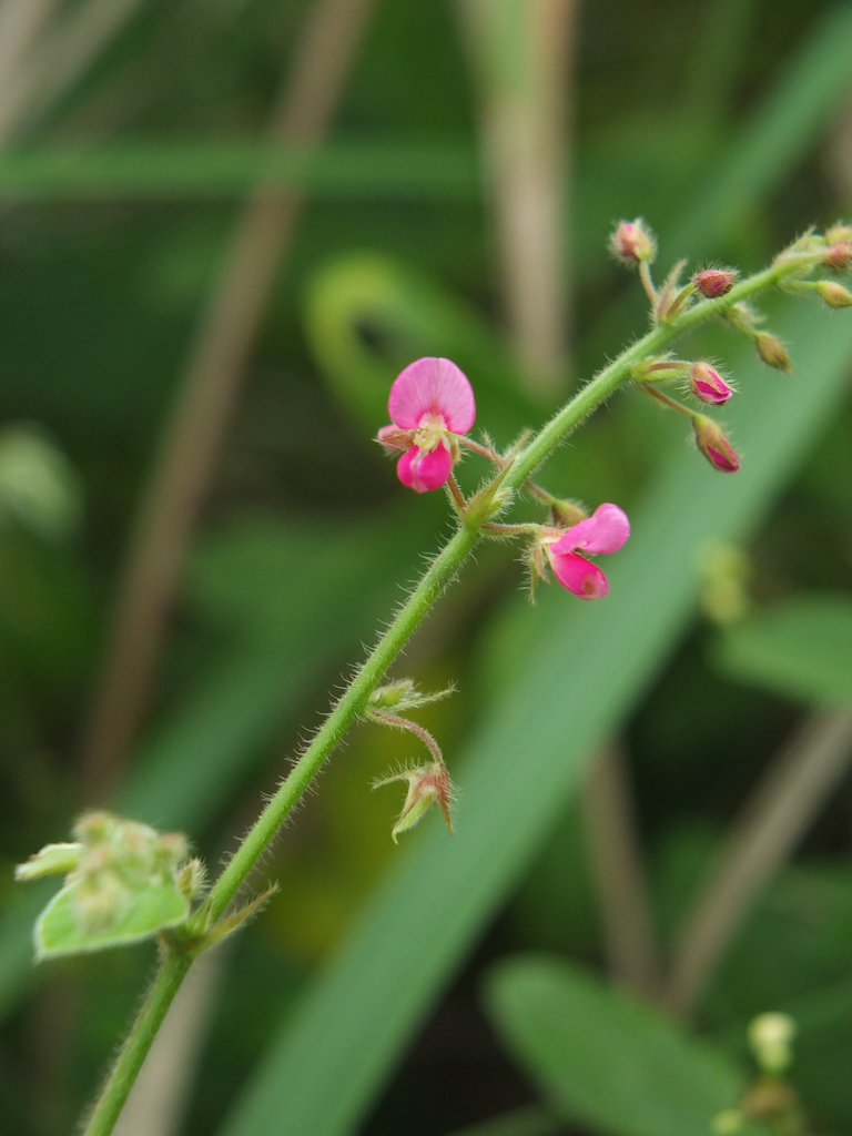 Pseudarthria viscida