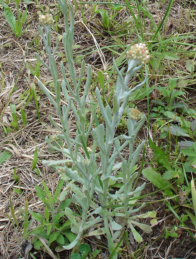 Jersey Cudweed