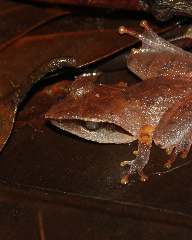 Sharp-Snouted Shrub Frog