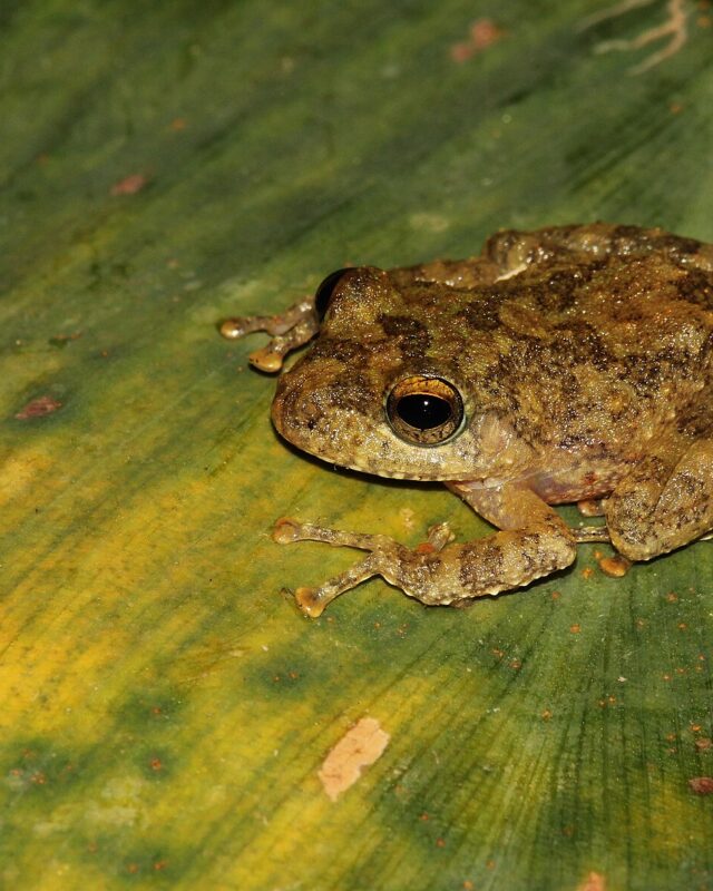 Ferguson’s Shrub Frog
