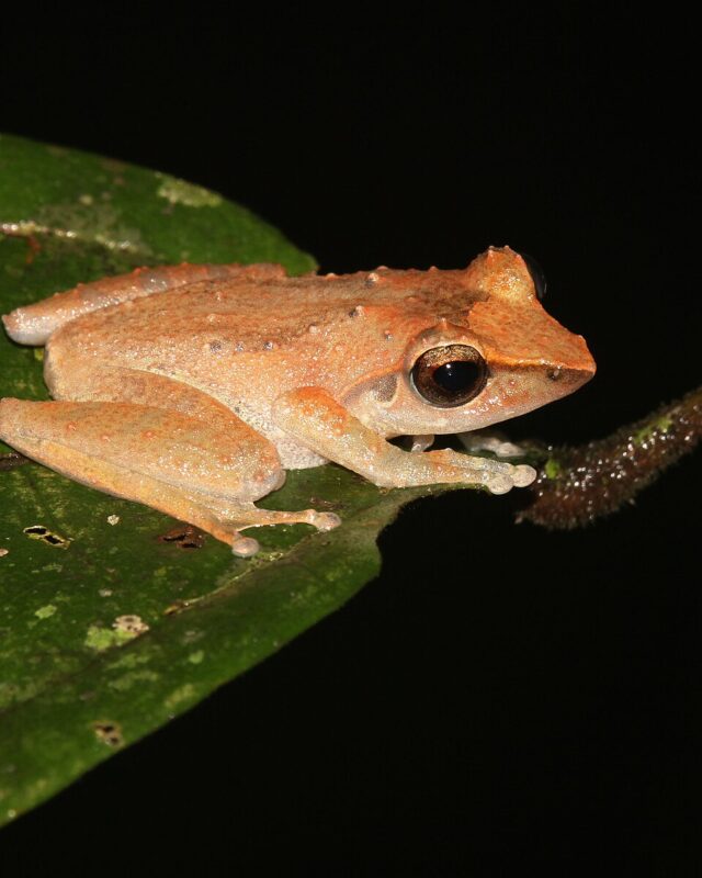 Leaf-Dwelling Shrub Frog