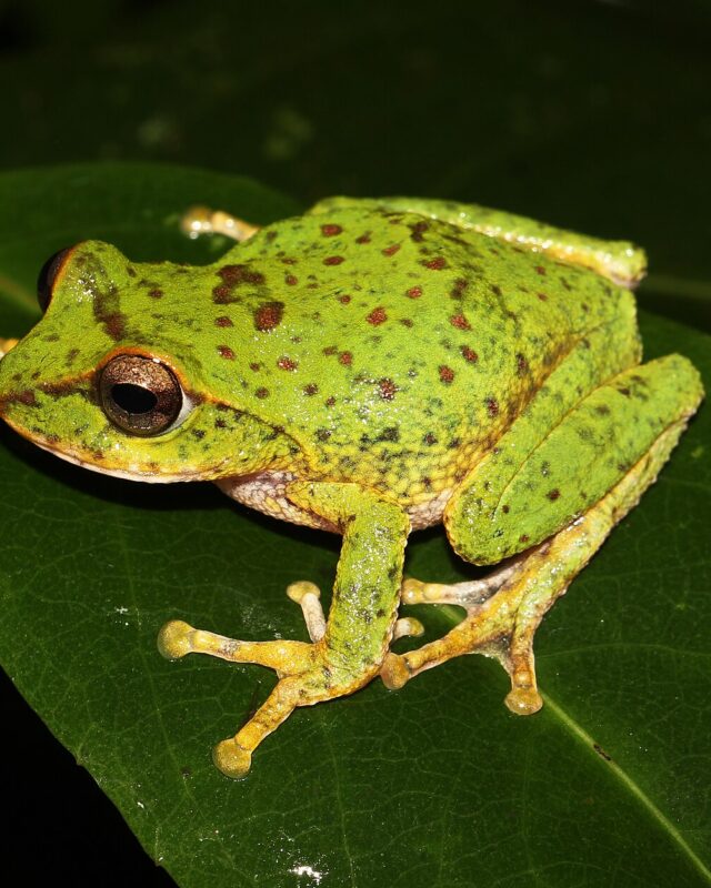 Pseudophilautus frankenbergi