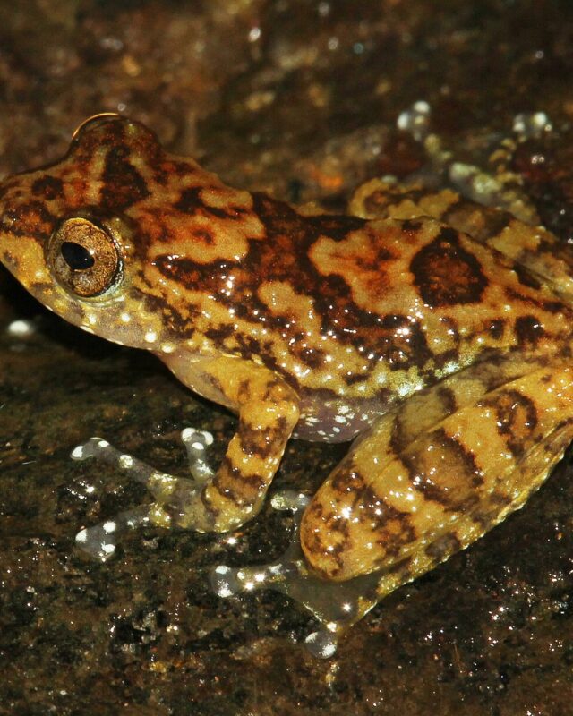 Pseudophilautus macropus