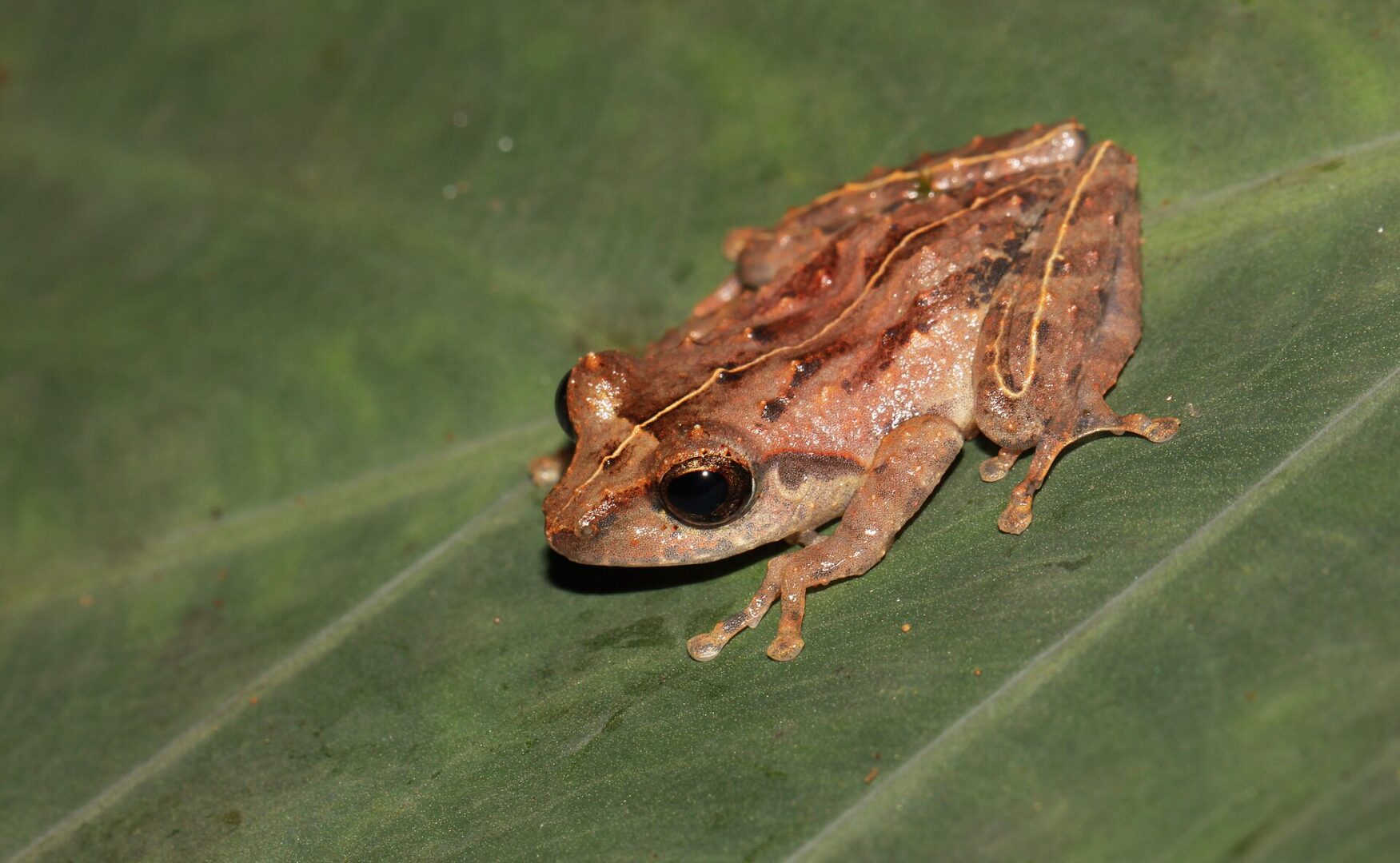 Whistling Shrub Frog