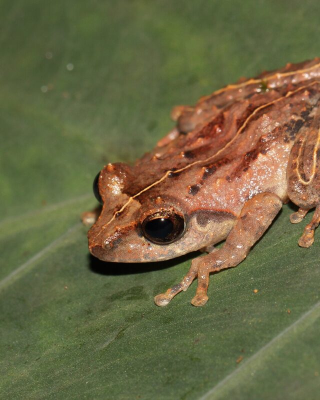 Whistling Shrub Frog