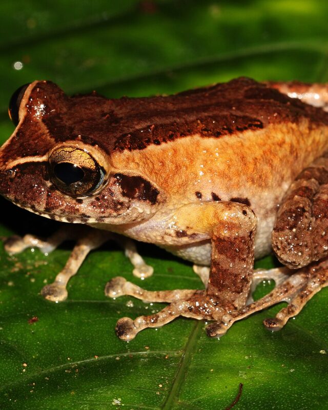 Puran Appu’s Shrub Frog