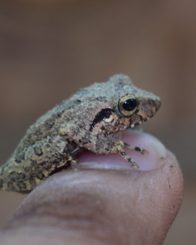 Polonnaruwa Shrub Frog