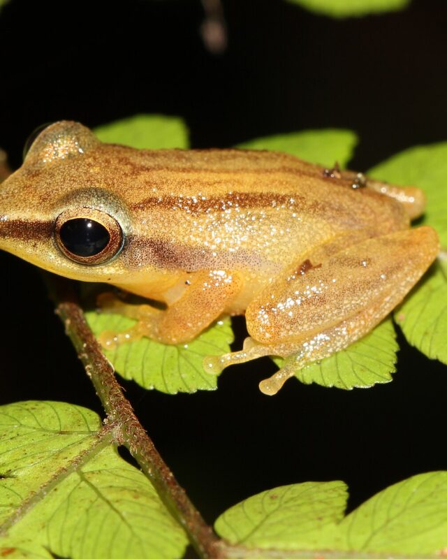 Sri Lanka Petite Shrub Frog