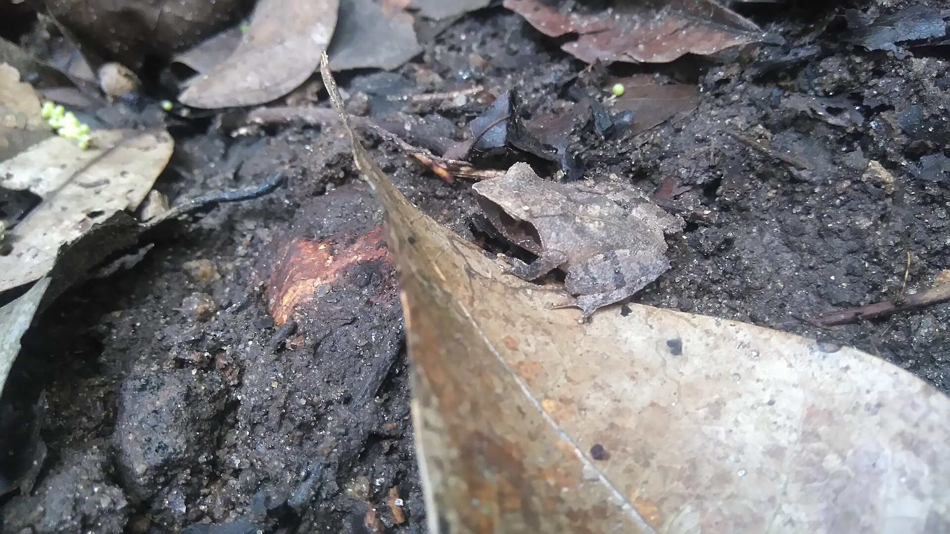 Gannoruwa Shrub Frog