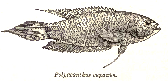 Spiketail Gourami