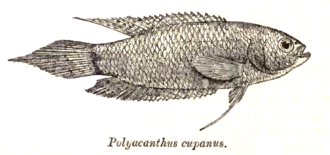 Spiketail Gourami