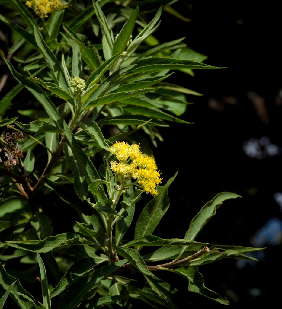 Psiadia ceylanica