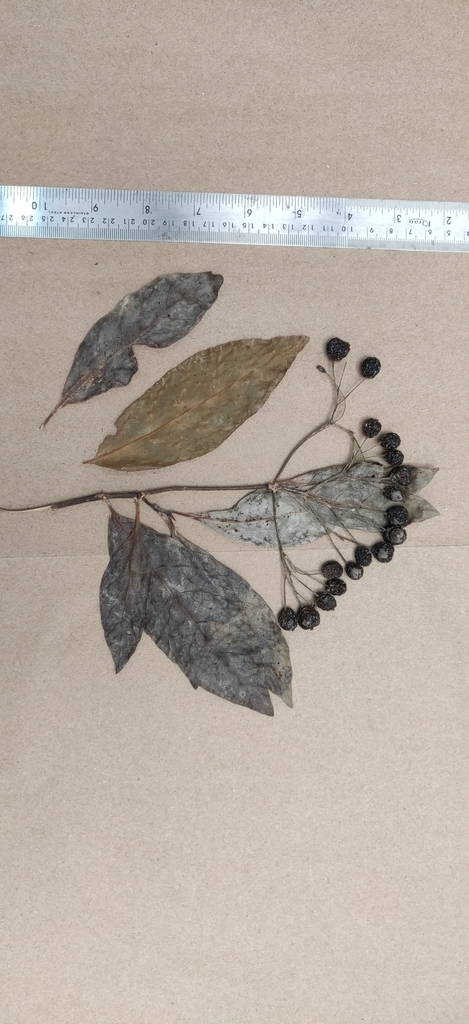 Psychotria nigra