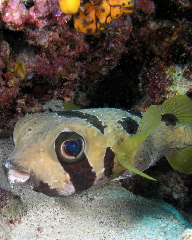 Blackblotched Porcupinefish