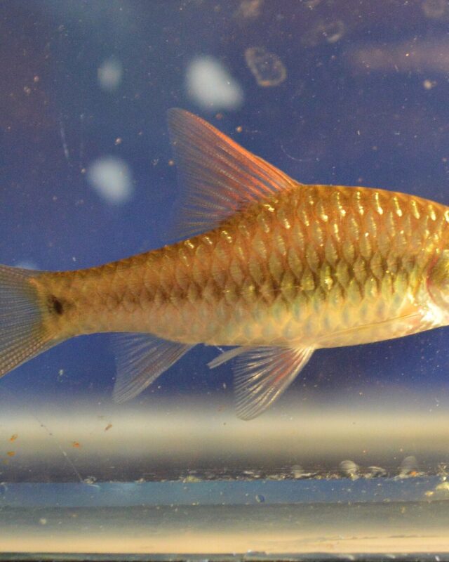 Kelum’s Long-Snouted Barb