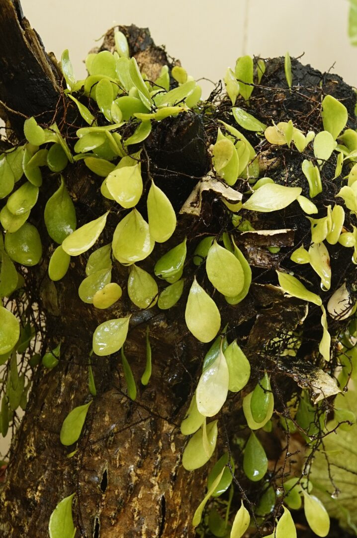 Pyrrosia heterophylla
