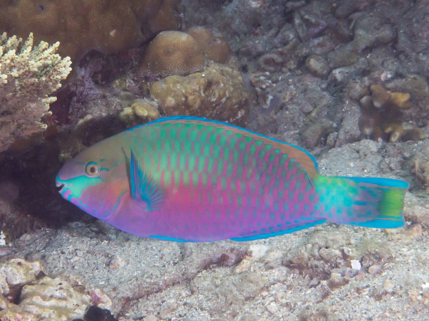 Greenblotch Parrotfish