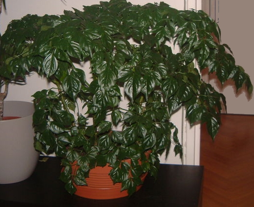 Emerald Tree
