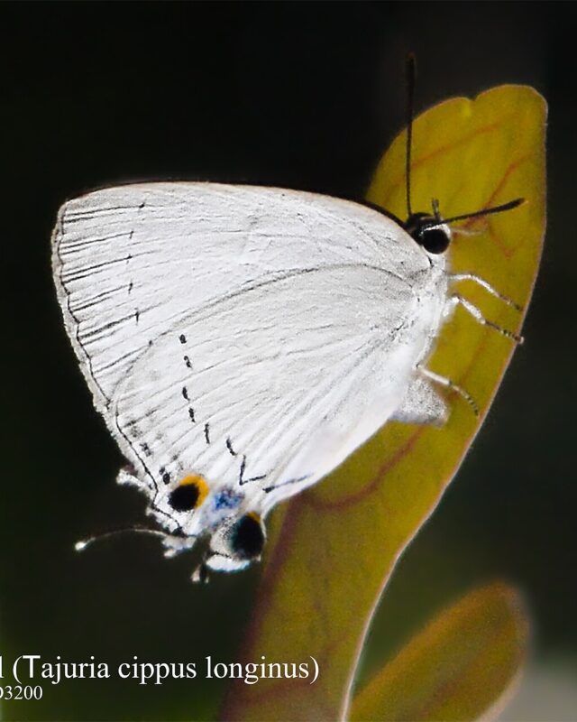 Peacock Royal