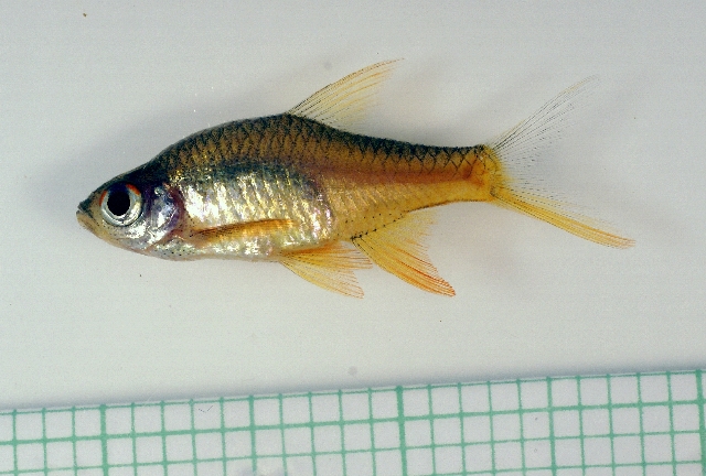 හල් මල් දණ්ඩියා