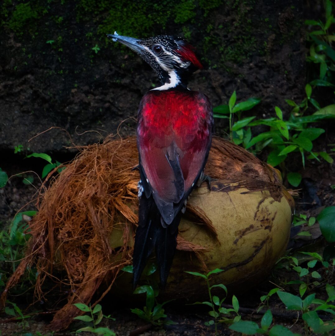 Red-Backed Flameback