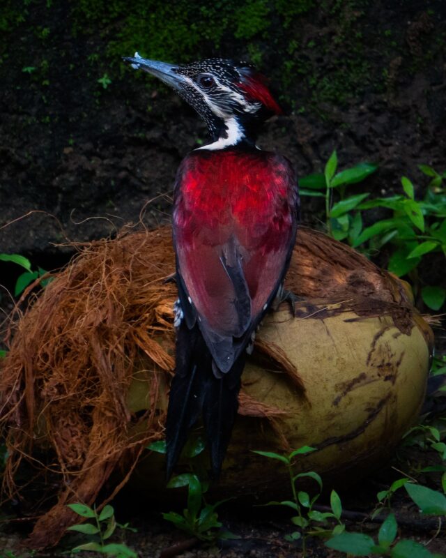 Red-Backed Flameback